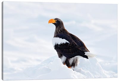 Fish Eagle In The Snow Canvas Art Print - Eagle Art