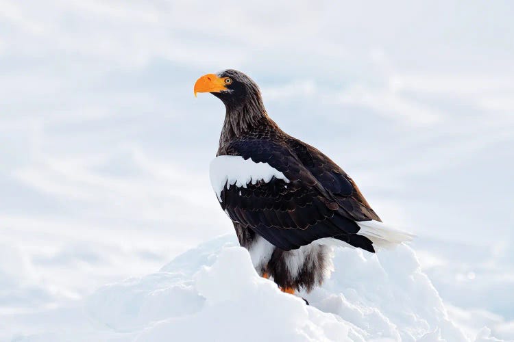 Fish Eagle In The Snow