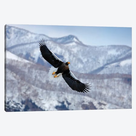 Flying Eagle In Winter Season I Canvas Print #OPR54} by Ondřej Prosický Canvas Print