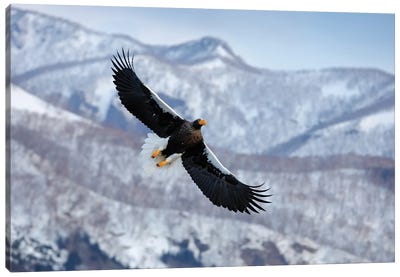 Flying Eagle In Winter Season I Canvas Art Print - Ondřej Prosický