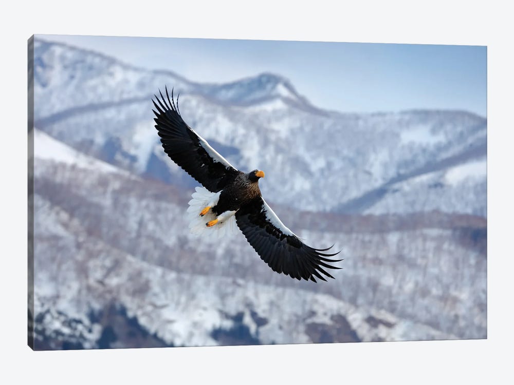 Flying Eagle In Winter Season I by Ondřej Prosický 1-piece Art Print