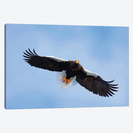 Flying Eagle In Winter Season II Canvas Print #OPR55} by Ondřej Prosický Canvas Print