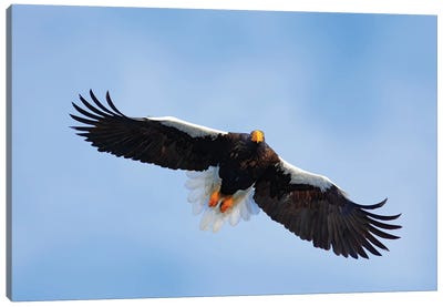 Flying Eagle In Winter Season II Canvas Art Print - Jordy Blue