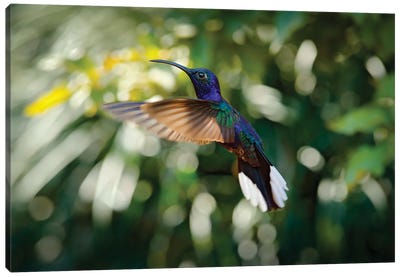 Flying Hummingbird Canvas Art Print - Ondřej Prosický
