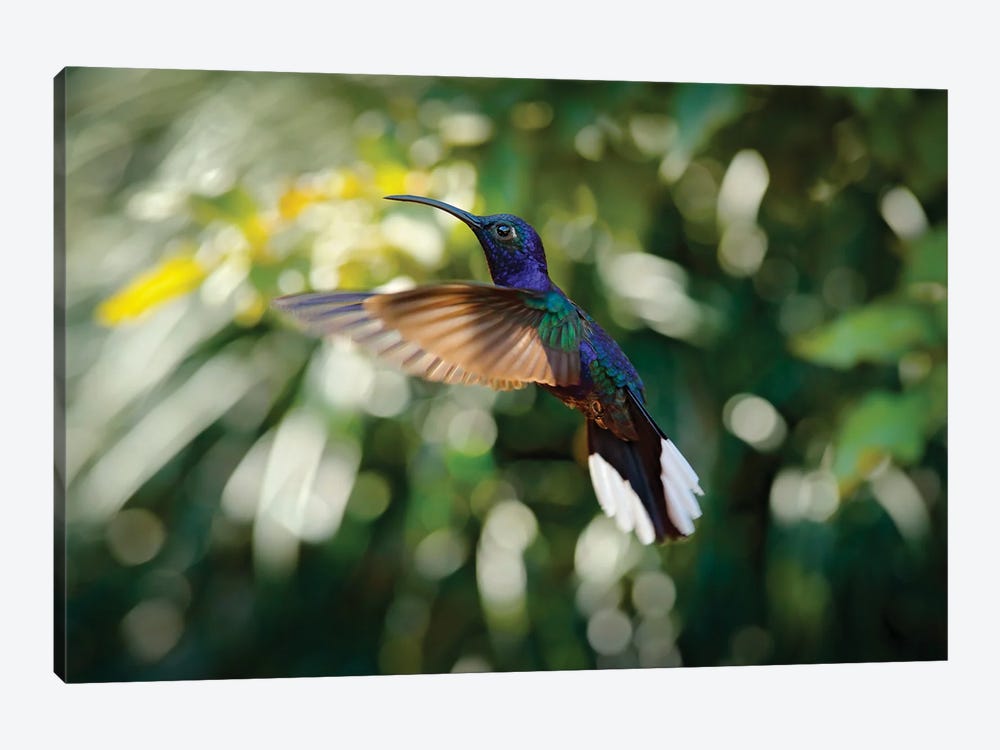 Flying Hummingbird by Ondřej Prosický 1-piece Canvas Print