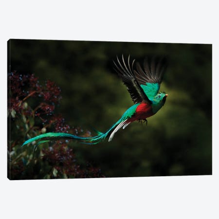 Flying Quetzal Canvas Print #OPR57} by Ondřej Prosický Canvas Art Print