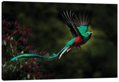 Flying Quetzal Canvas Art Print - Ondřej Prosický