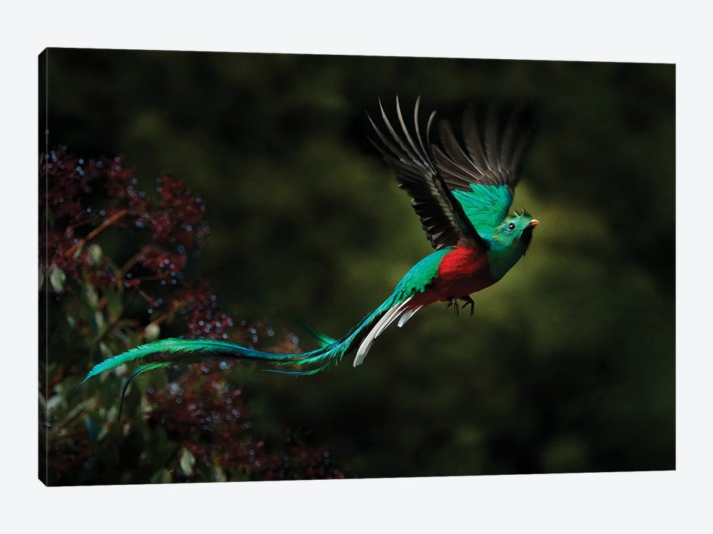 Flying Quetzal by Ondřej Prosický 1-piece Canvas Art