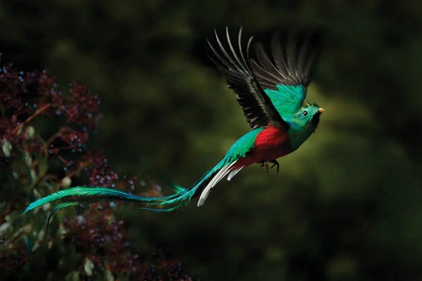 Ondřej Prosický: Flying Quetzal by Ondřej Prosický