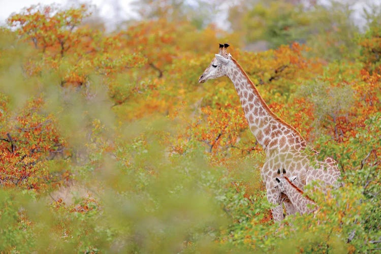 Girrafes In Fall Colors