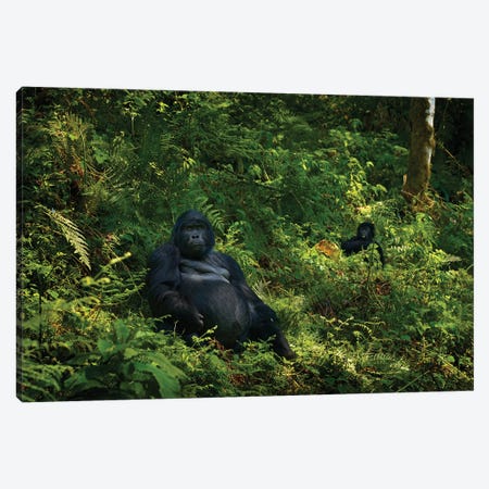 Gorilla Of Uganda Canvas Print #OPR59} by Ondřej Prosický Canvas Artwork