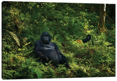 Gorilla Of Uganda Canvas Art Print - Gorilla Art