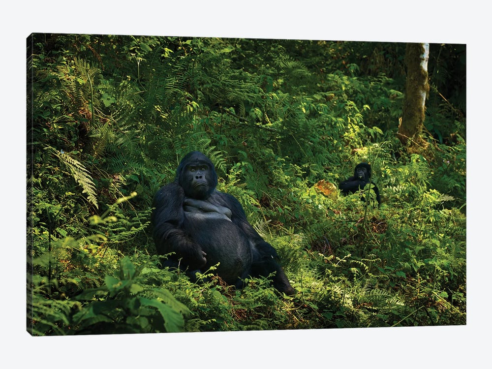 Gorilla Of Uganda by Ondřej Prosický 1-piece Canvas Wall Art