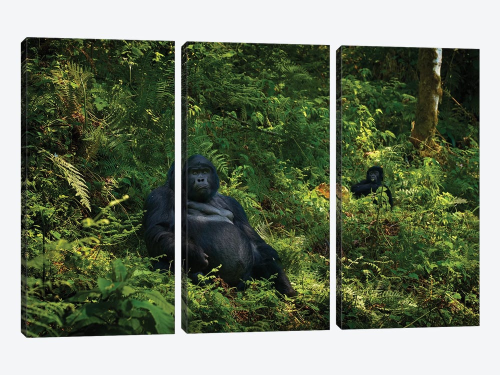 Gorilla Of Uganda by Ondřej Prosický 3-piece Canvas Artwork
