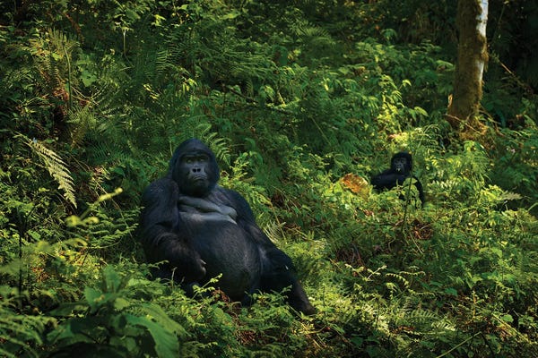 Gorillas: Gorilla Of Uganda by Ondřej Prosický
