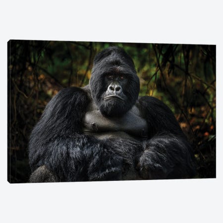Gorilla Watching Canvas Print #OPR60} by Ondřej Prosický Canvas Print