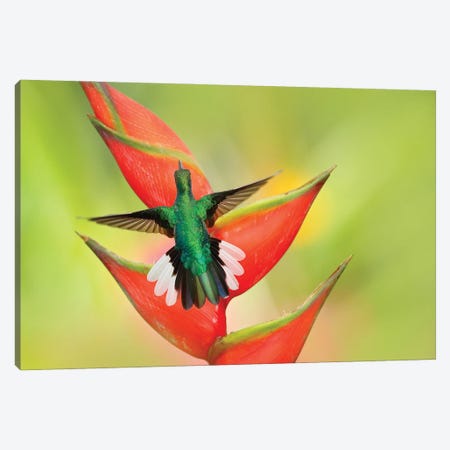 Heliconia Flower With A Hummingbird Canvas Print #OPR62} by Ondřej Prosický Canvas Art Print