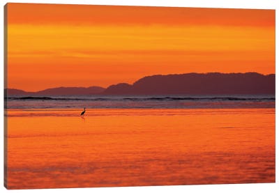 Heron Sunset Canvas Art Print