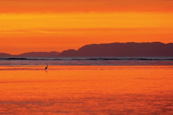 Ondřej Prosický: Heron Sunset by Ondřej Prosický