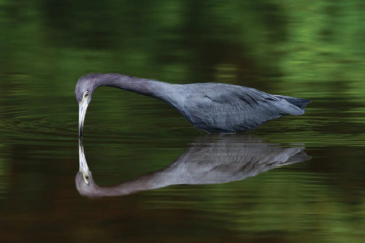 Herron In The Mirror