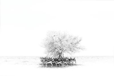 Hot Day In Savannah II by Ondřej Prosický canvas print