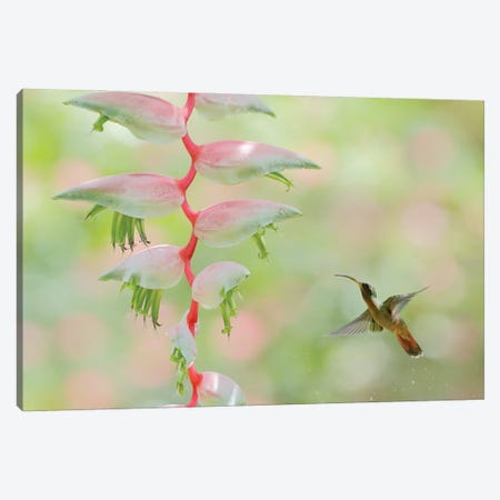 Hummingbird Admiring A Flower Canvas Print #OPR69} by Ondřej Prosický Canvas Print