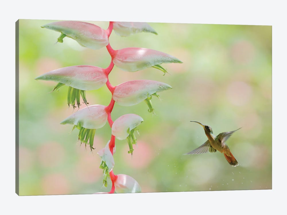 Hummingbird Admiring A Flower by Ondřej Prosický 1-piece Canvas Print