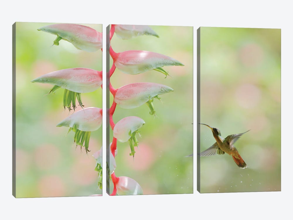 Hummingbird Admiring A Flower by Ondřej Prosický 3-piece Canvas Art Print