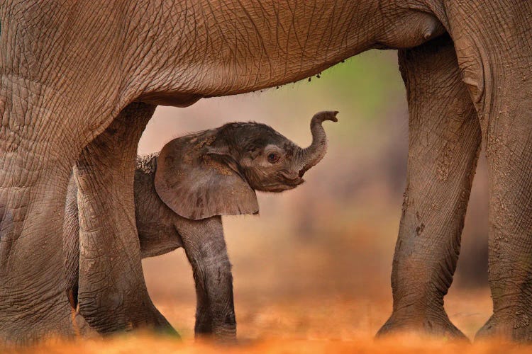 Baby Elephant