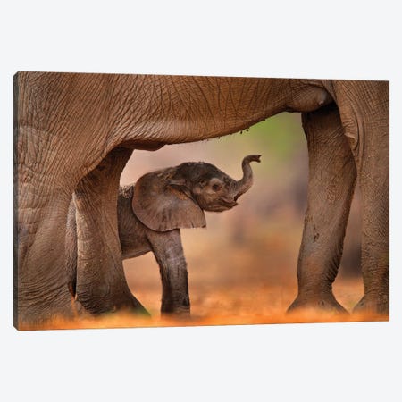 Baby Elephant Canvas Print #OPR6} by Ondřej Prosický Canvas Print