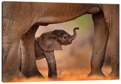 Baby Elephant Canvas Art Print - Ondřej Prosický