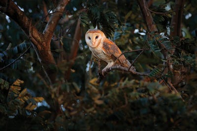Barn Owl On A Branch by Ondřej Prosický framed canvas print