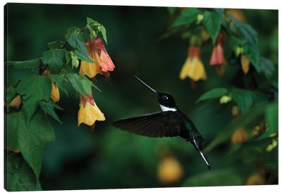 Hummingbird In The Tropics Canvas Art Print - Ondřej Prosický