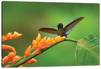 Hummingbird Landing Canvas Art Print - Ondřej Prosický