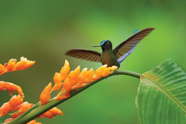 Hummingbirds: Hummingbird Landing by Ondřej Prosický