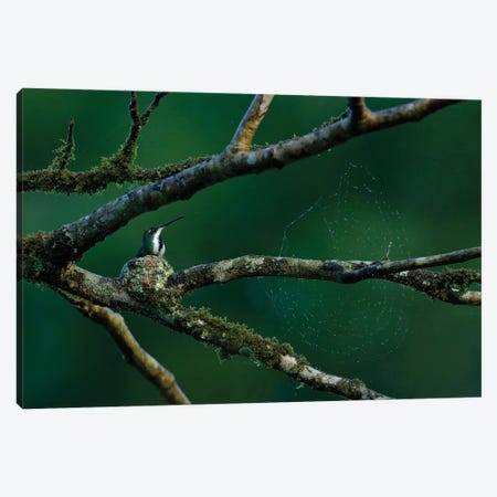 Hummingbird Nest By A Spider Net Canvas Print #OPR72} by Ondřej Prosický Canvas Art