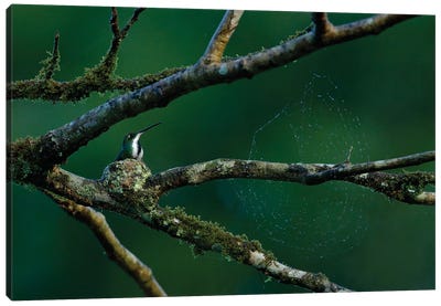 Hummingbird Nest By A Spider Net Canvas Art Print - Monochromatic Photography