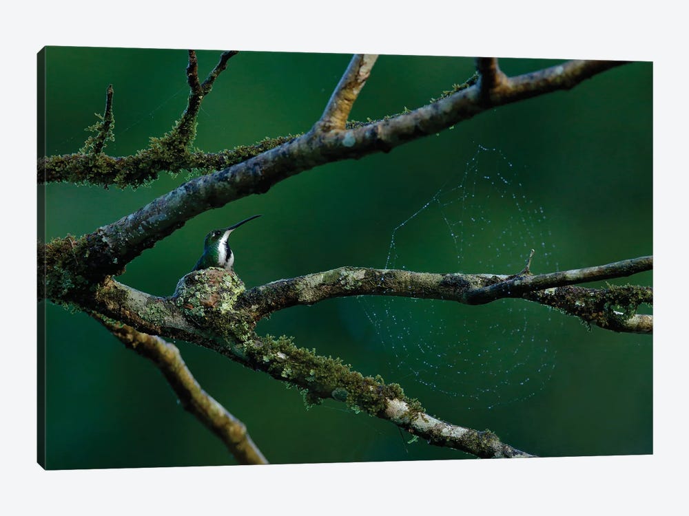 Hummingbird Nest By A Spider Net by Ondřej Prosický 1-piece Art Print