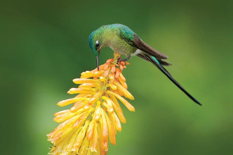 Hummingbird Sucking Nectar