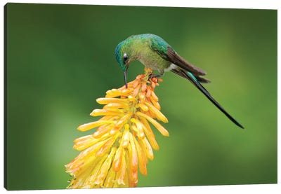 Hummingbird Sucking Nectar Canvas Art Print - Ondřej Prosický