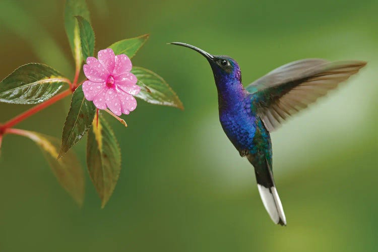 Hummingbird With A Pink Flower by Ondřej Prosický wall art