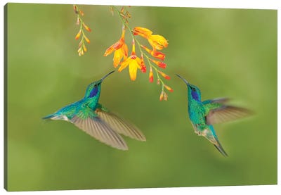 Hummingbirds With Yellow Flower Canvas Art Print - Celery