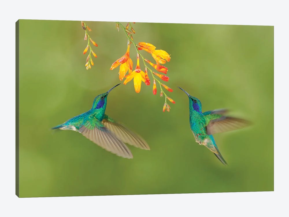 Hummingbirds With Yellow Flower by Ondřej Prosický 1-piece Canvas Art