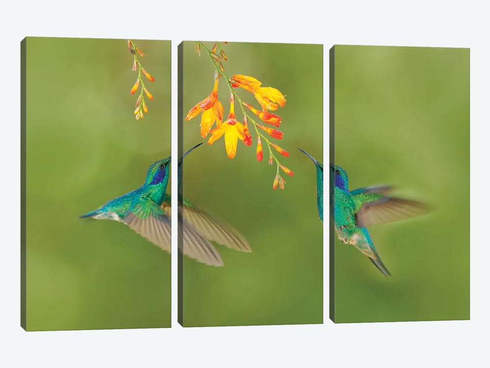 Hummingbirds With Yellow Flower by Ondřej Prosický 3-piece Canvas Artwork