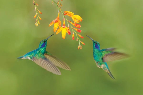 Hummingbirds With Yellow Flower