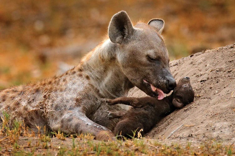 Hyena Mother Care