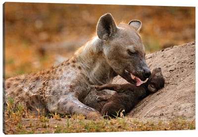 Hyena Mother Care Canvas Art Print - Photogenic Animals