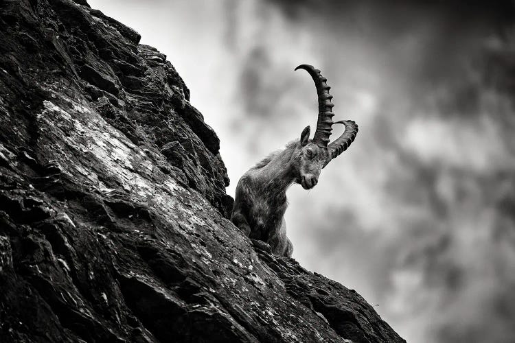 Ibex On The Rock