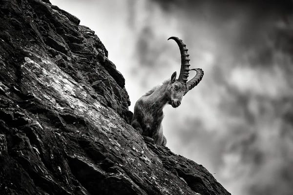 Antelopes: Ibex On The Rock by Ondřej Prosický