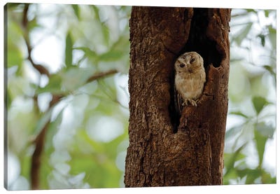 Indian Owl In A Tree Canvas Art Print - Ondřej Prosický